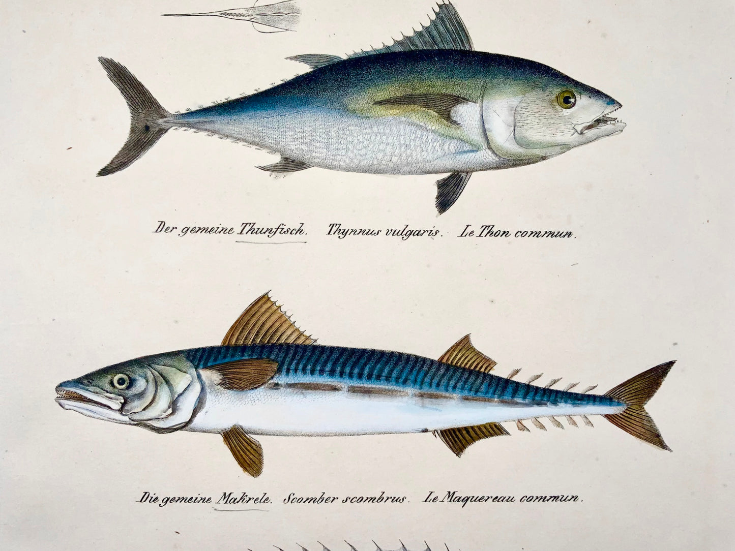 1833 Mackerel, garfish, tuna, H. Schinz (b. 1777) folio, handcoloured lithograph