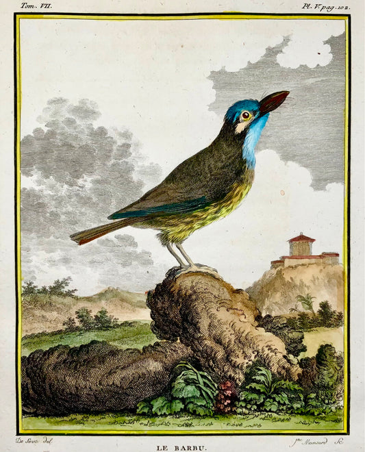 1779 de Sève, Barbet, ornithologie, grande édition in-4, gravure coloriée à la main