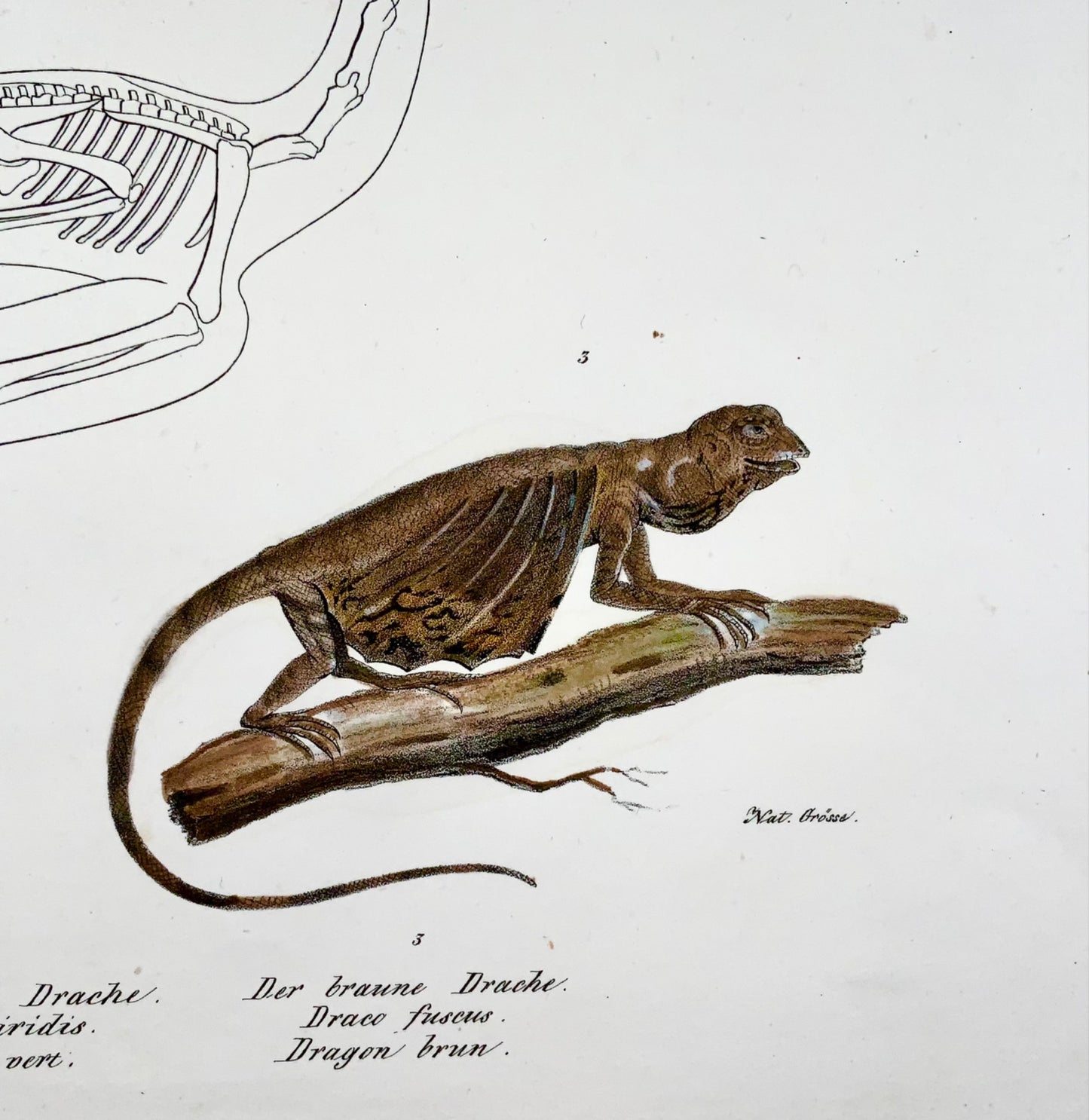1833 HR Schinz (b1777), Lézard dragon, lithographie sur pierre colorée à la main, reptile