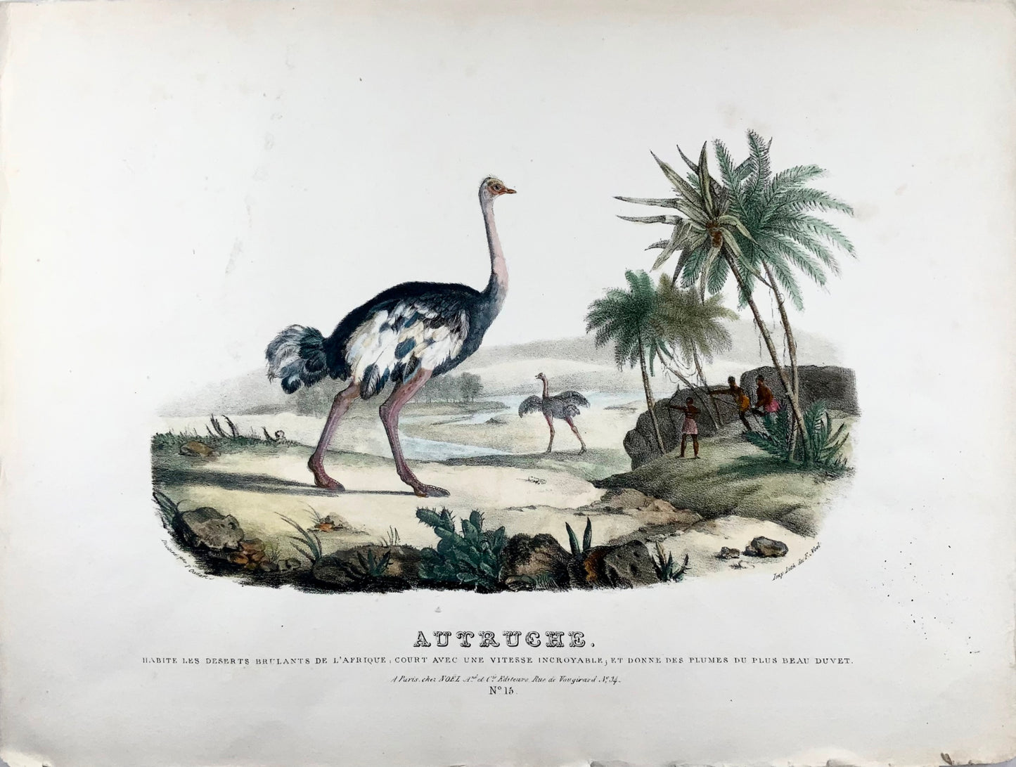 1827 Autruche, Oudart, grande lithographie en pierre colorée à la main, rare, ornithologie