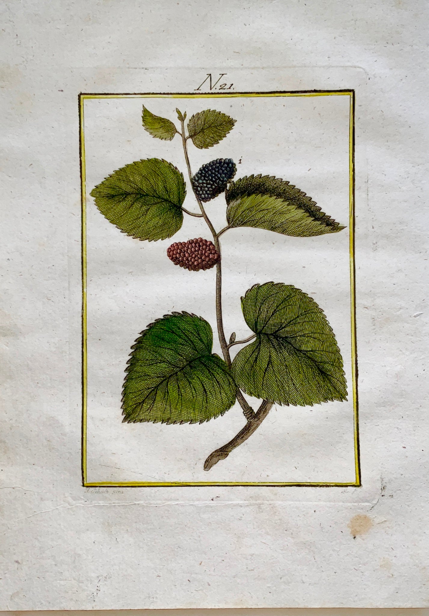 1790 BLACKBERRY TREE Fruit - Joh. Sollerer hand coloured engraving - Agriculture, Fruit