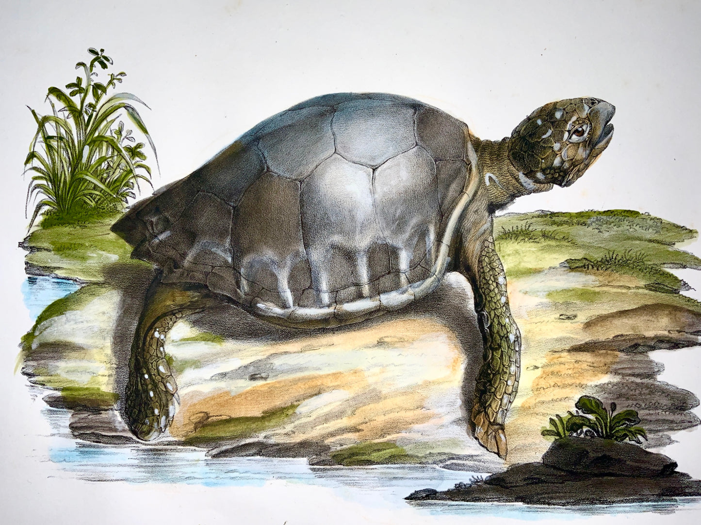 1833 H.R. Schinz (b1777) - GREEN SEA TURTLE - Hand colour stone lithograph - Amphibians