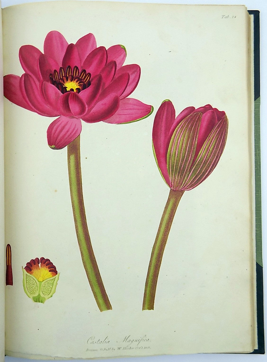 1805-6 William Hooker - PARADISUS LONDINENSIS - Quarto Book - 49 handcol. engravings - Botany