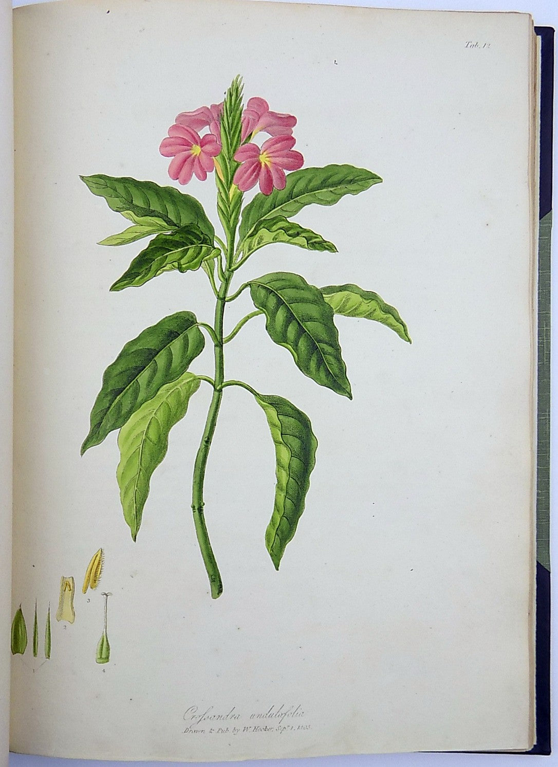 1805-6 William Hooker - PARADISUS LONDINENSIS - Quarto Book - 49 handcol. engravings - Botany