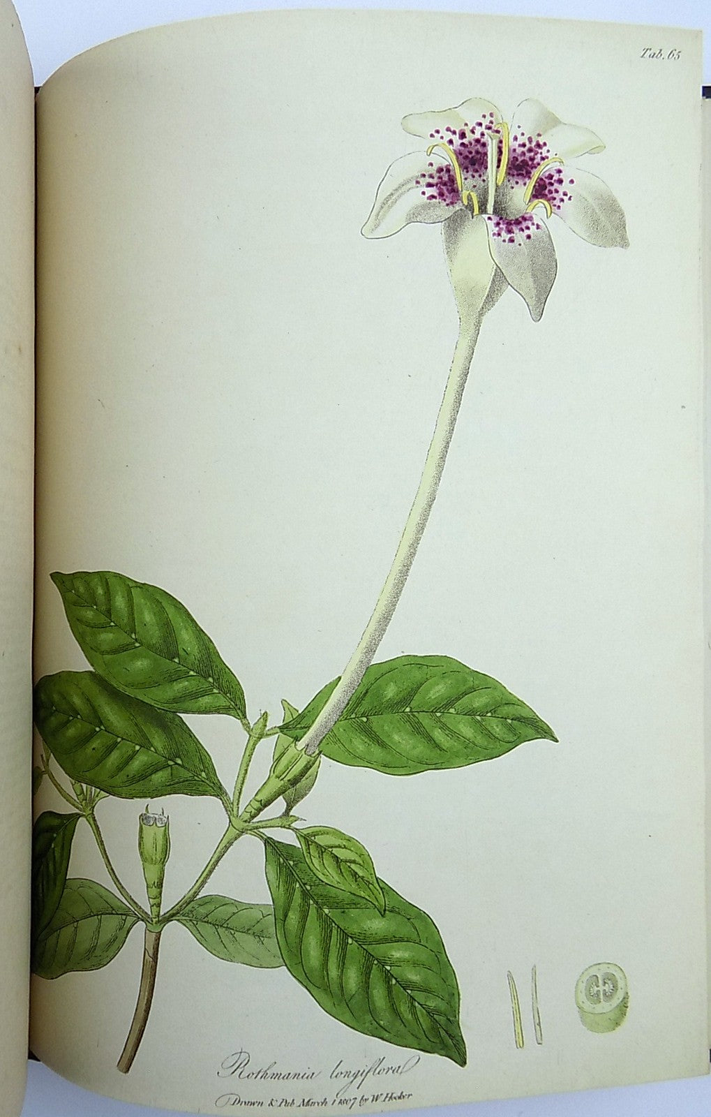 1805-6 William Hooker - PARADISUS LONDINENSIS - Quarto Book - 49 handcol. engravings - Botany