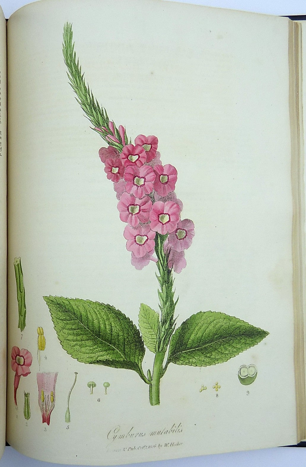 1805-6 William Hooker - PARADISUS LONDINENSIS - Quarto Book - 49 handcol. engravings - Botany