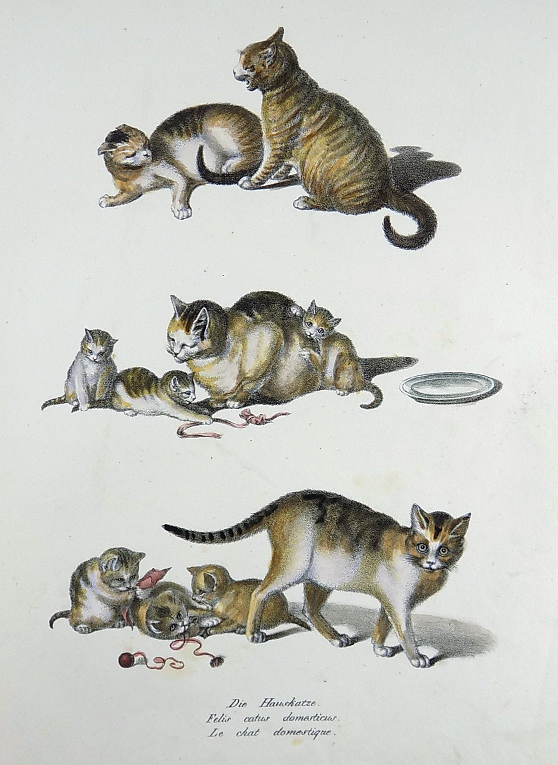 1824 Domestic Cats - Mammals - G. Mind ; K.J. Brodtmann hand colored FOLIO lithography