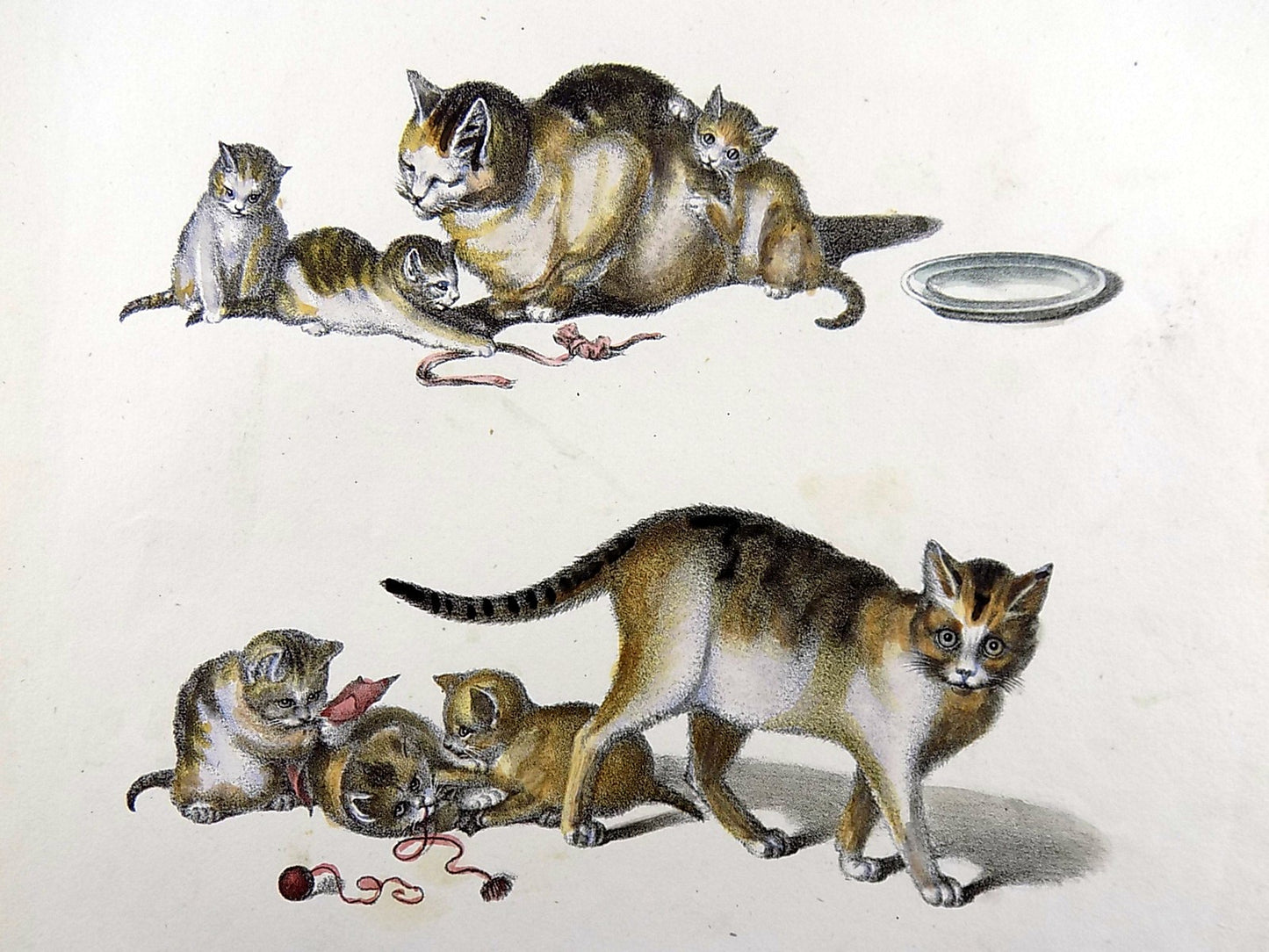 1824 Domestic Cats - Mammals - G. Mind ; K.J. Brodtmann hand colored FOLIO lithography