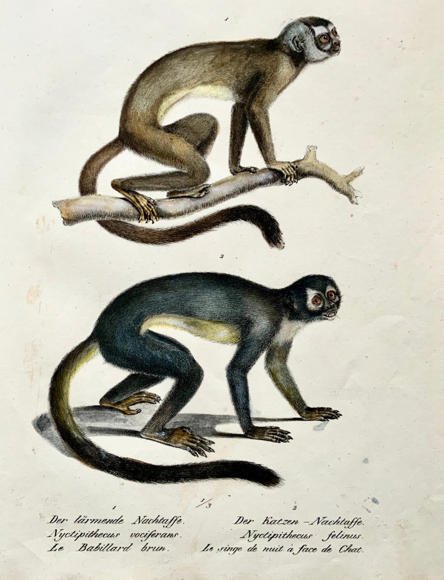 1824 NIGHT MONKEYS - K. Brodtmann ORIGINAL handcol FOLIO stone lithography - Mammal