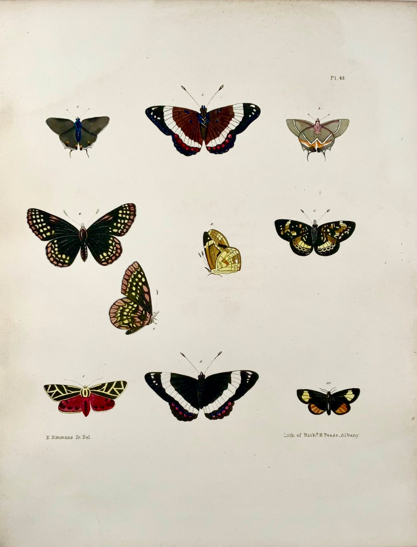 1854 Pease lith; Emmons - Papillons Phaeton - lithographie en pierre colorée à la main