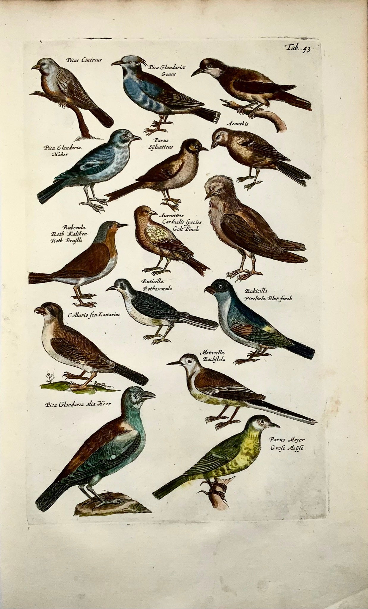 1657 Magpie, finch, tits, ornithology, Matt. Merian, folio, hand coloured