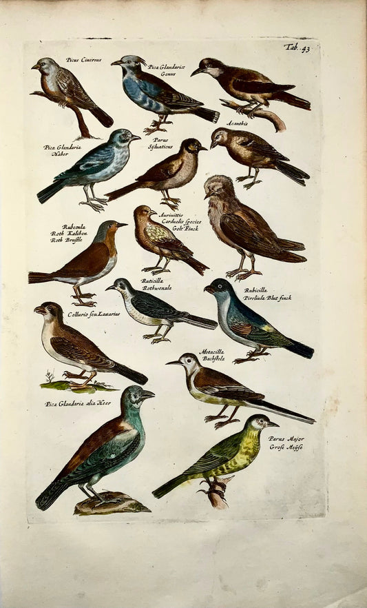 1657 Pie, pinson, mésanges, ornithologie, Matt. Merian, in-folio, colorié à la main