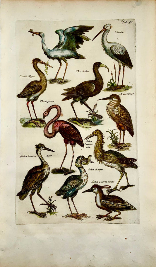 1657 Flamant Héron Cigogne - Mat. MERIAN Folio gravure coloriée à la main - Ornithologie