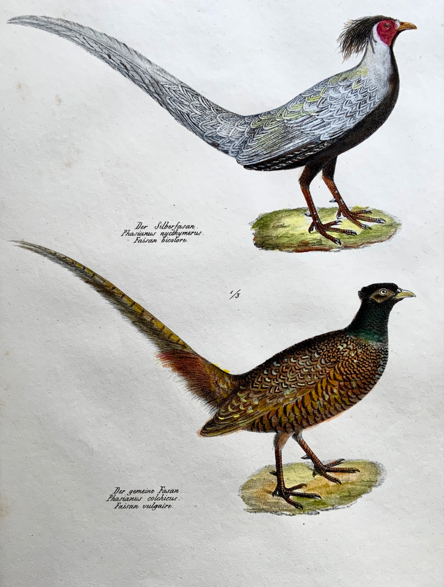 1830 PHEASANTS Ornithology - Brodtmann hand coloured FOLIO lithography