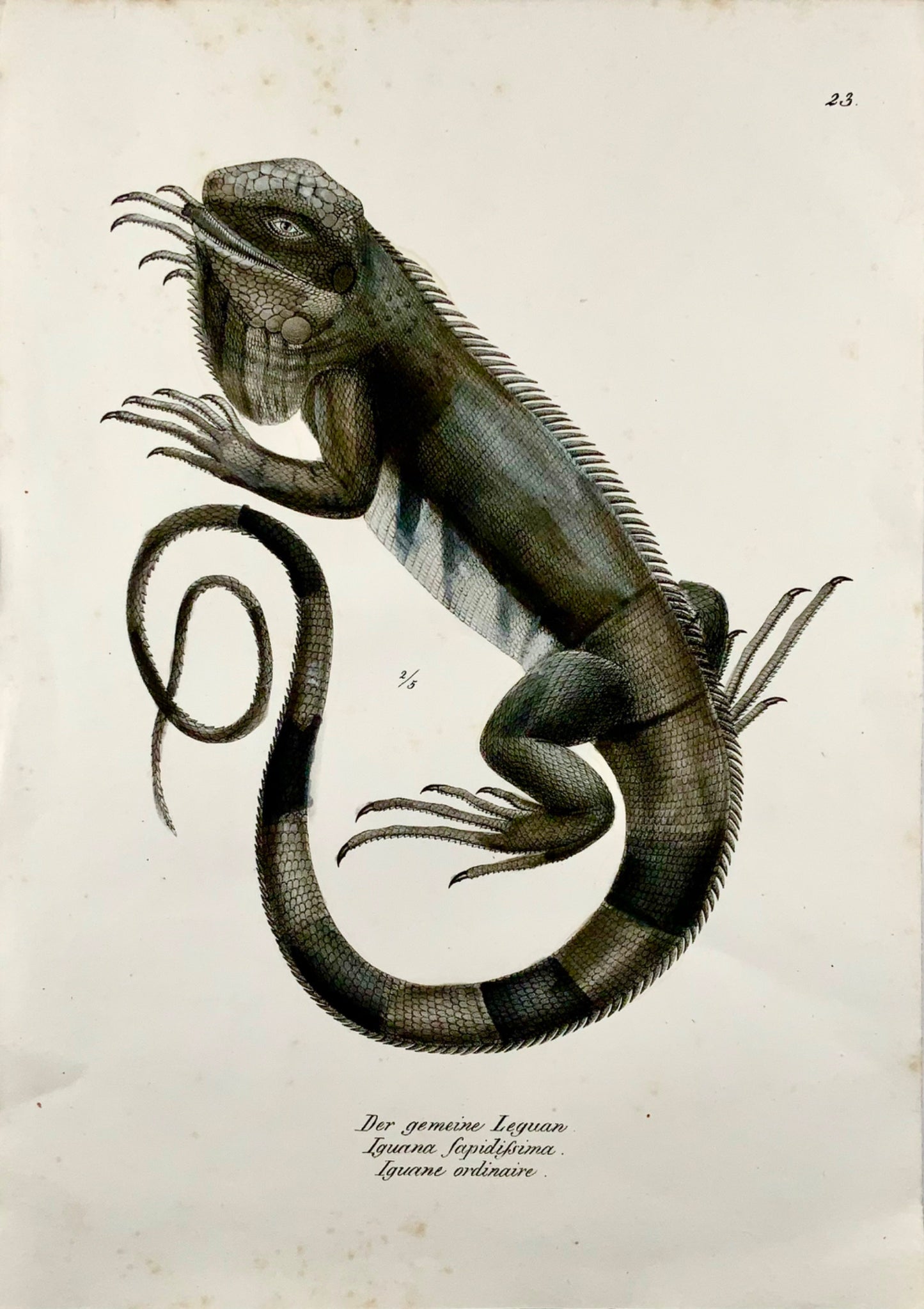1833 HR Schinz (b1777) Lézards IGUANA - Lithographie sur pierre colorée à la main - Reptiles
