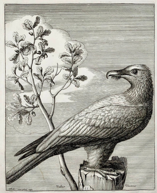 1673 Vautour, oiseaux de proie, Nicolas Robert, eau-forte in-folio