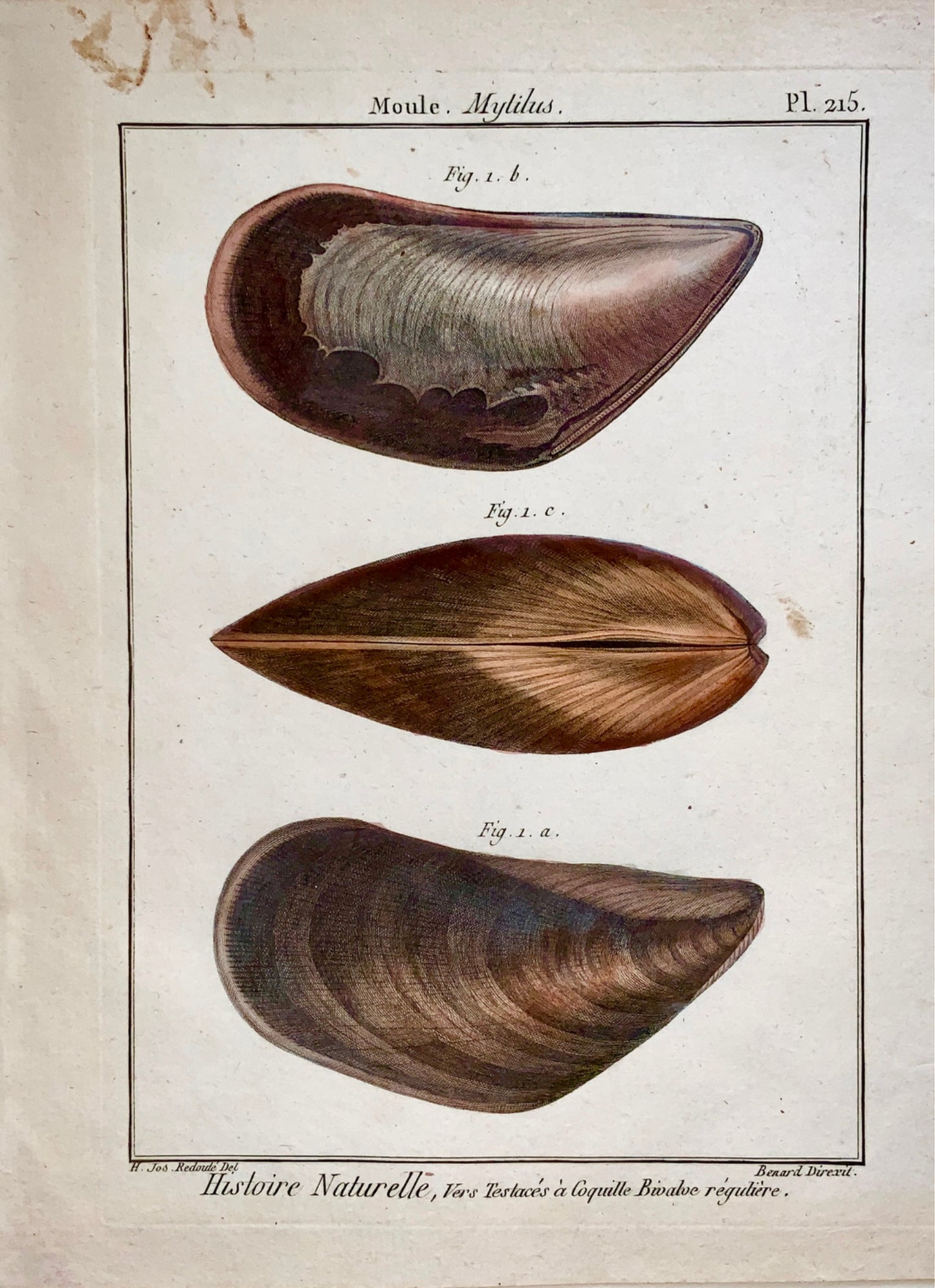 1789 Lamarck; Redoute - MOULE Shell Mussels, Conchology - Hand colour