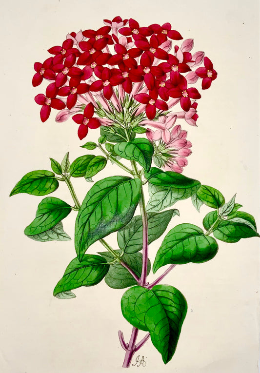 1856 Bouvardia, James Andrews, couleur exquise à la main, botanique