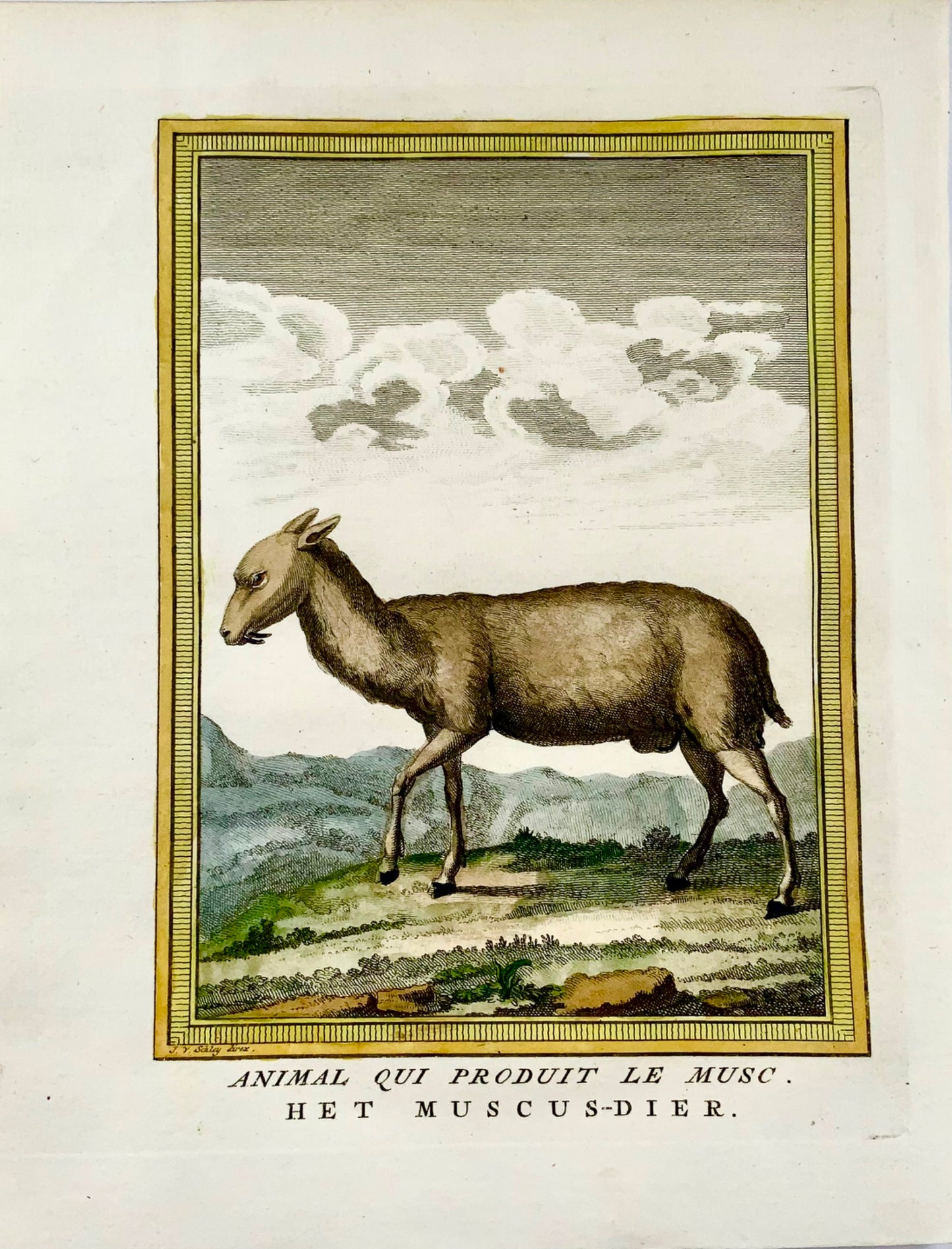 1750 Schley - MUSC DEER - Gravure coloriée à la main - Mammifère