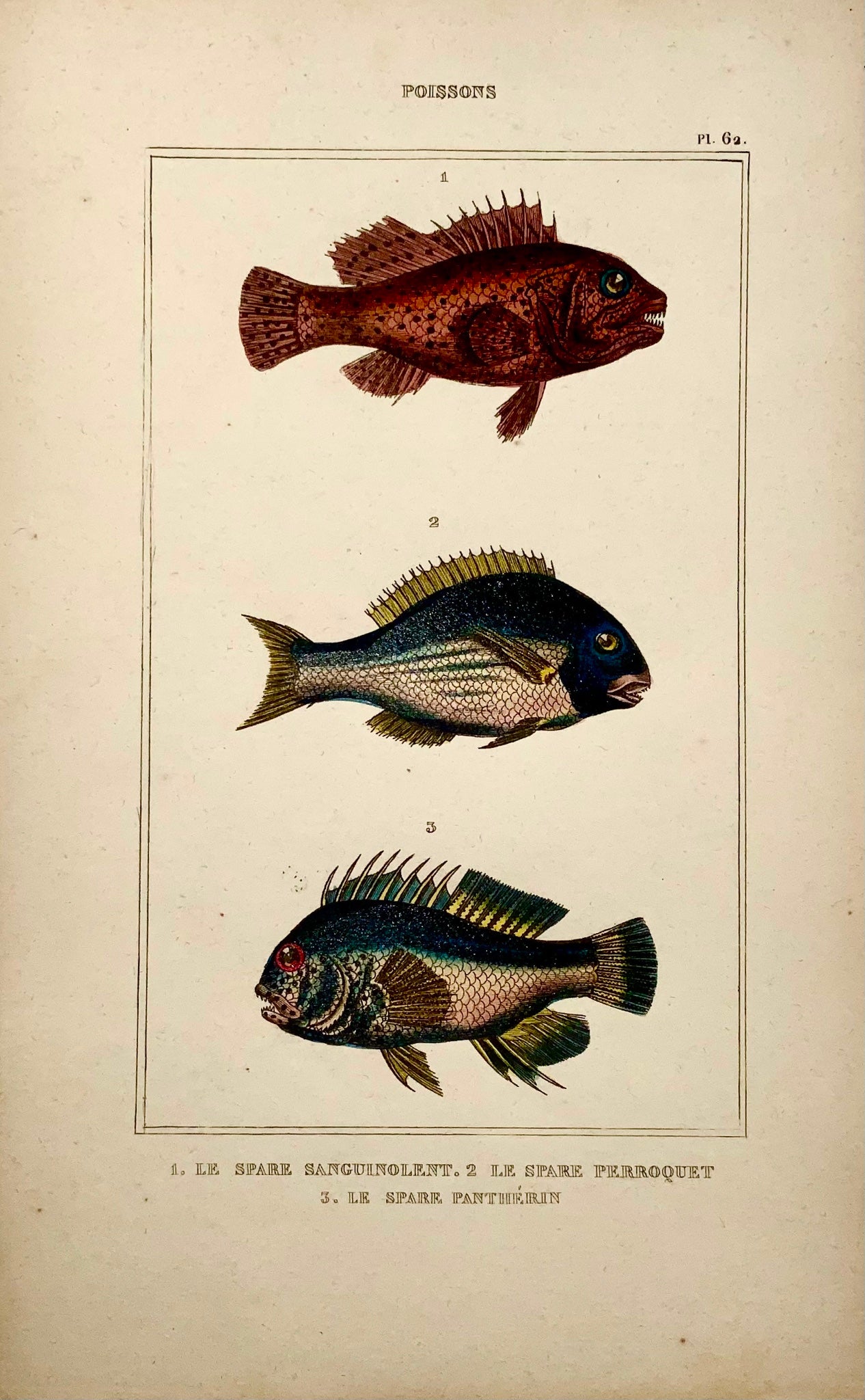 1836 Lacépède, poisson exotique, poisson perroquet, colorié à la main, gravure