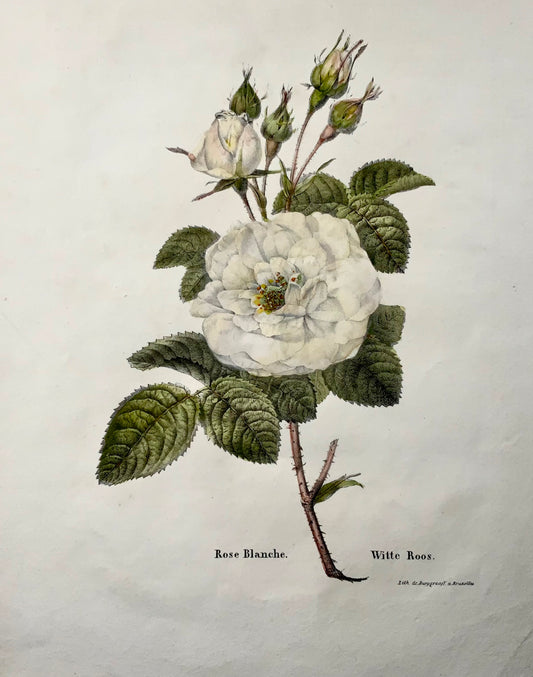 1820 c Rose blanche, lithographie in-folio sur pierre de Burggraaf avec couleur à la main, botanique