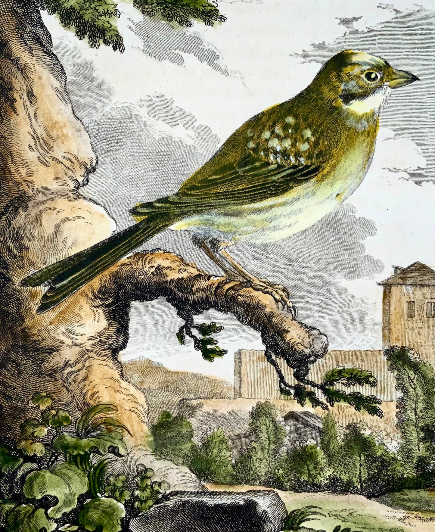 1779 Verdier, ornithologie, édition grand in-4to, couleur main, gravure