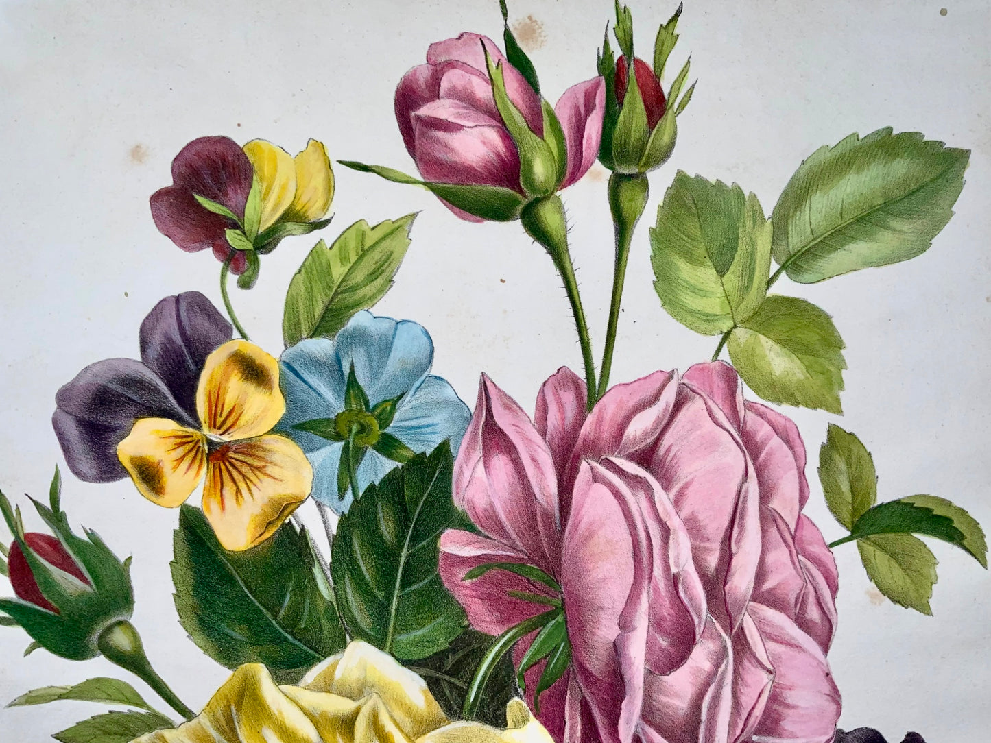 1840c Roses &amp; Pensées, Jullien, Bequet, grande lithographie en pierre colorée à la main, botanique