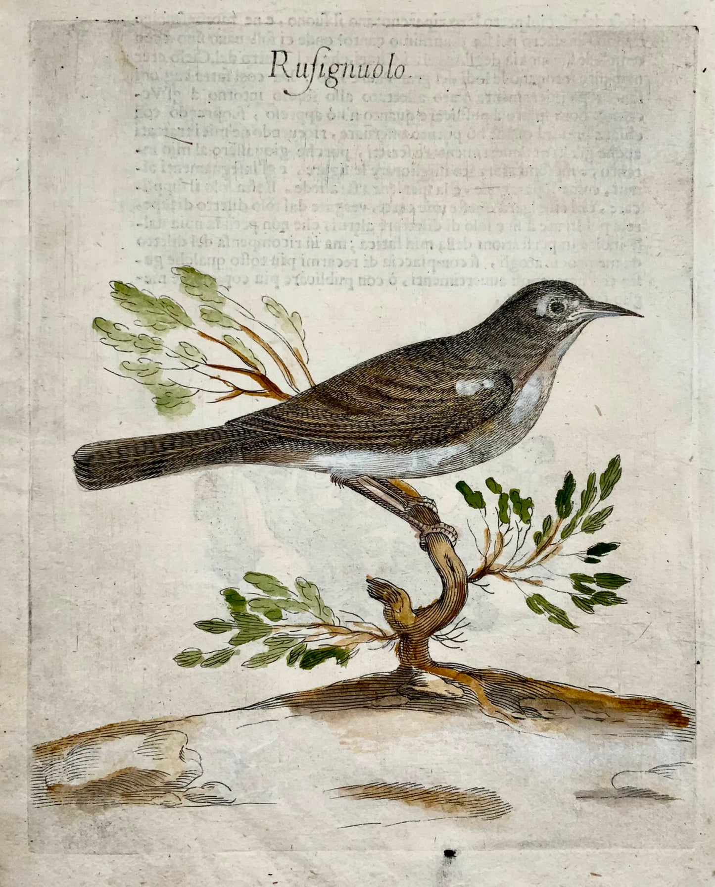 1622 Nightingale, Ornithology, Ant. Tempesta; F. Villamena, Master Engraving