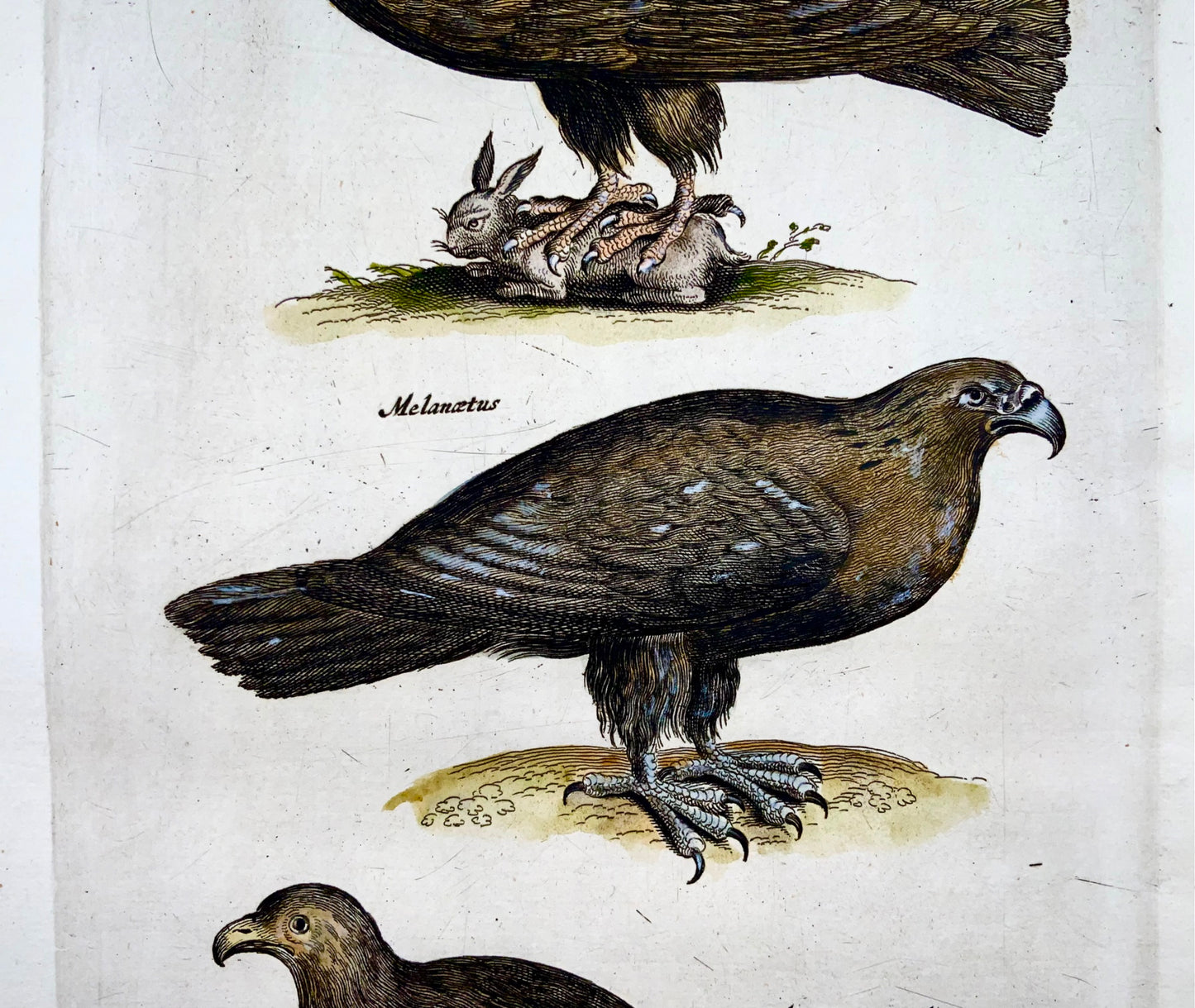 1657 EAGLES, Birds of Prey - Matt. MERIAN Folio hand coloured copper engraving