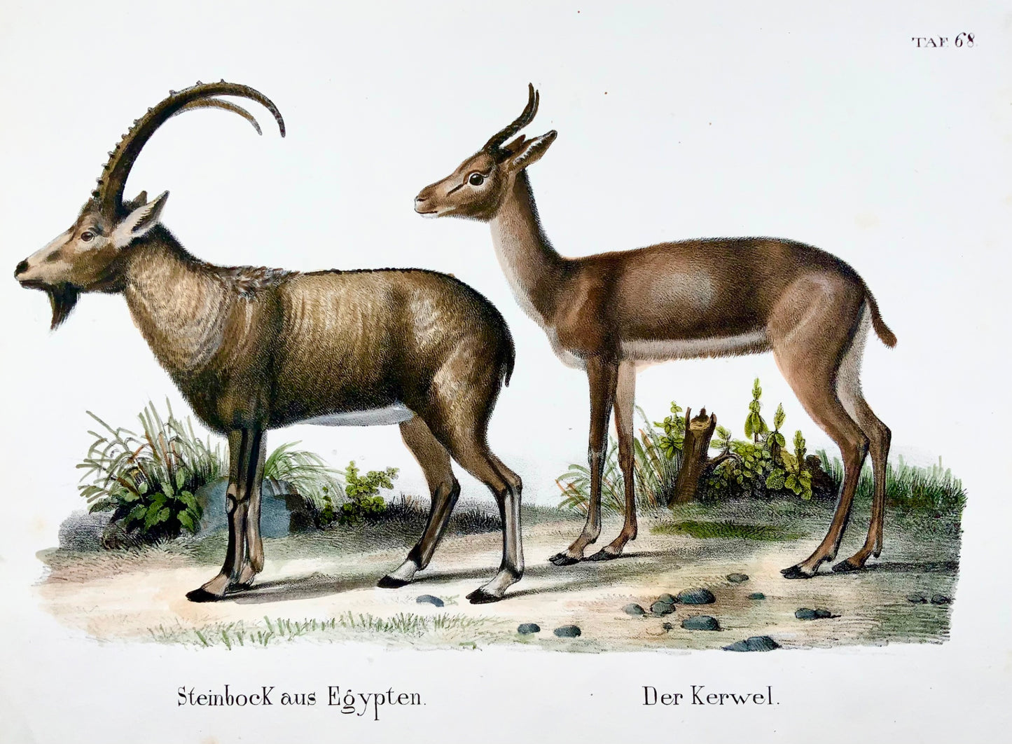 1830 Ibex, Capra, Goats, Schinz, hand colored, folio, stone lithograph, mammals