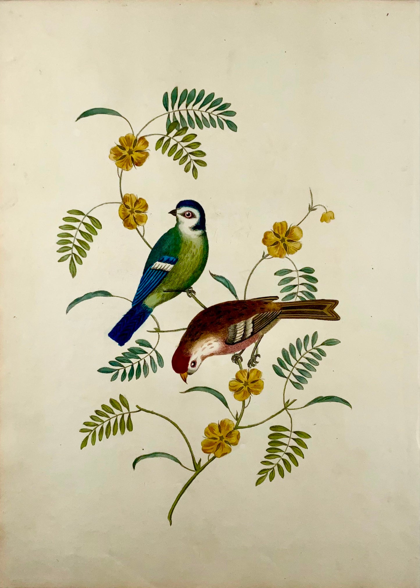 1819 George Brookshaw (né en 1751), ornithologie, mésange Tom et Sizerin flammé, bordure foliée 