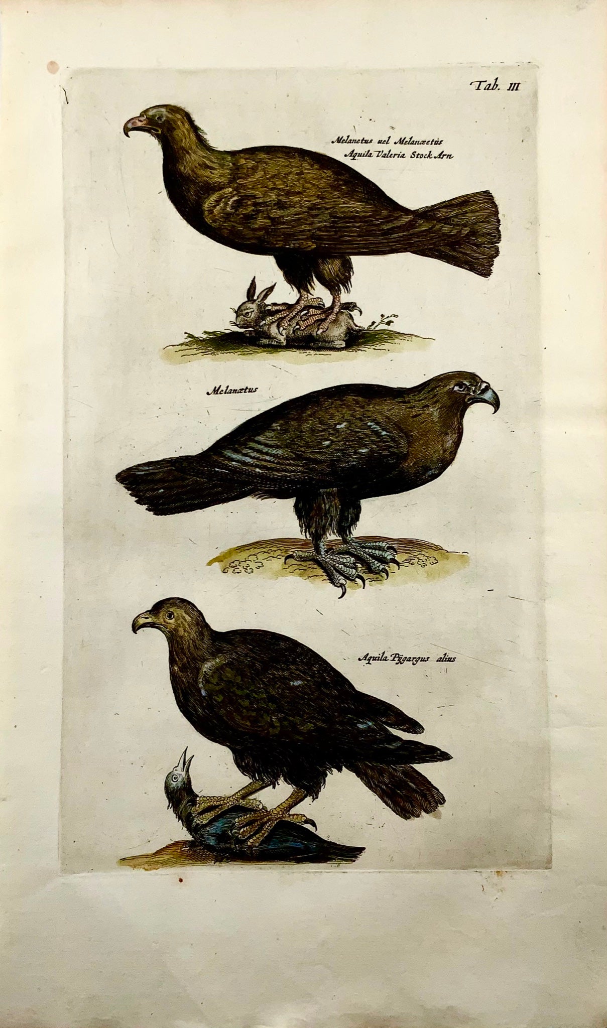 1657 EAGLES, Birds of Prey - Matt. MERIAN Folio hand coloured copper engraving