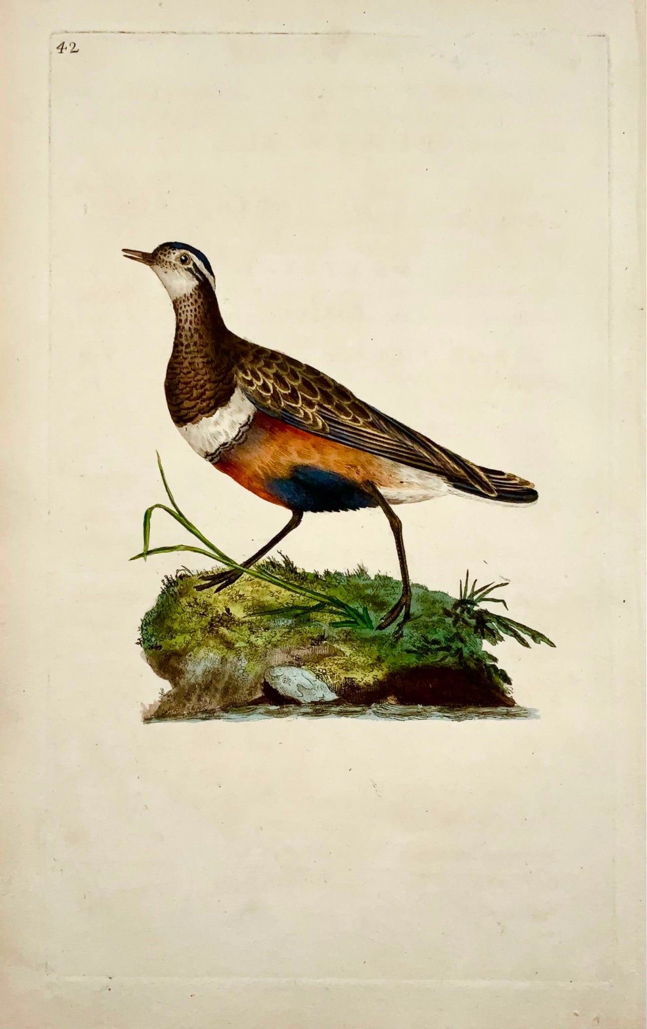 1794 Edward Donovan - DOTTEREL Bird - gravure sur cuivre colorée à la main exquise