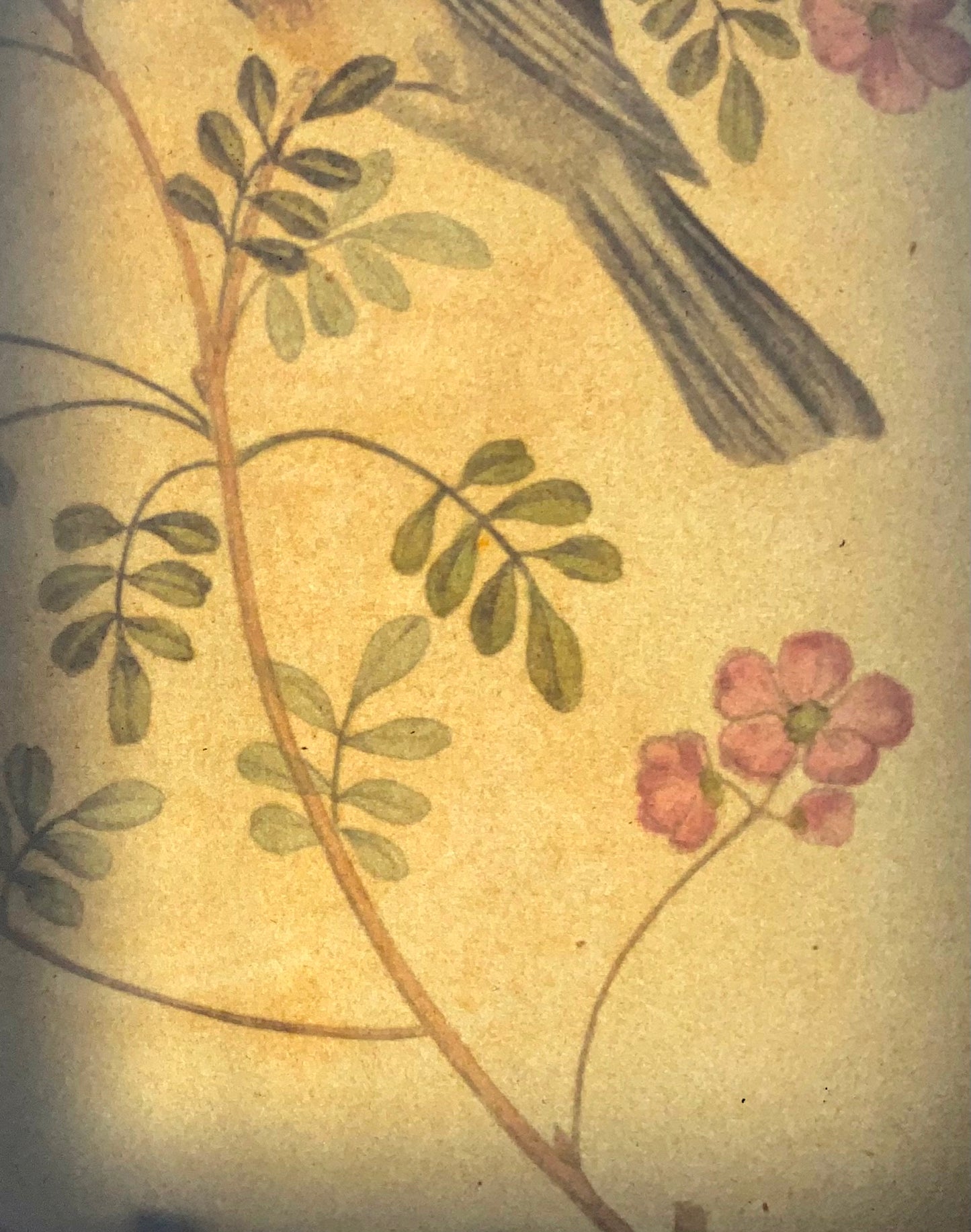 1819 George Brookshaw (b 1751), ornithology, Goldfinch, foliate border