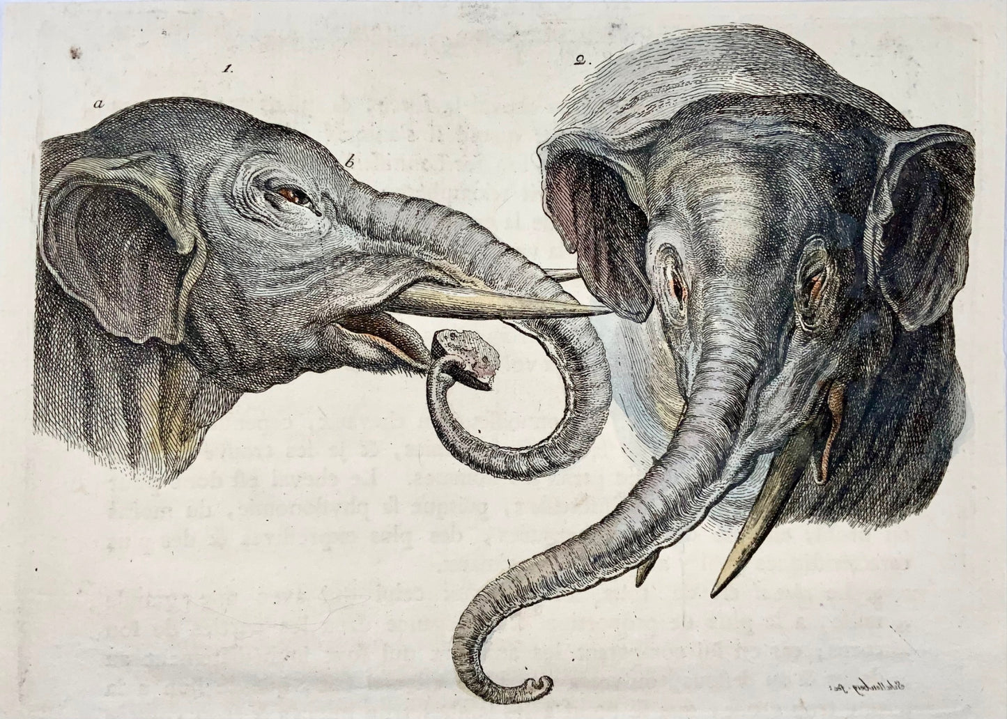 1780 Étude d'éléphant, RJ Schellenberg, gravure sur cuivre coloriée à la main, mammifères