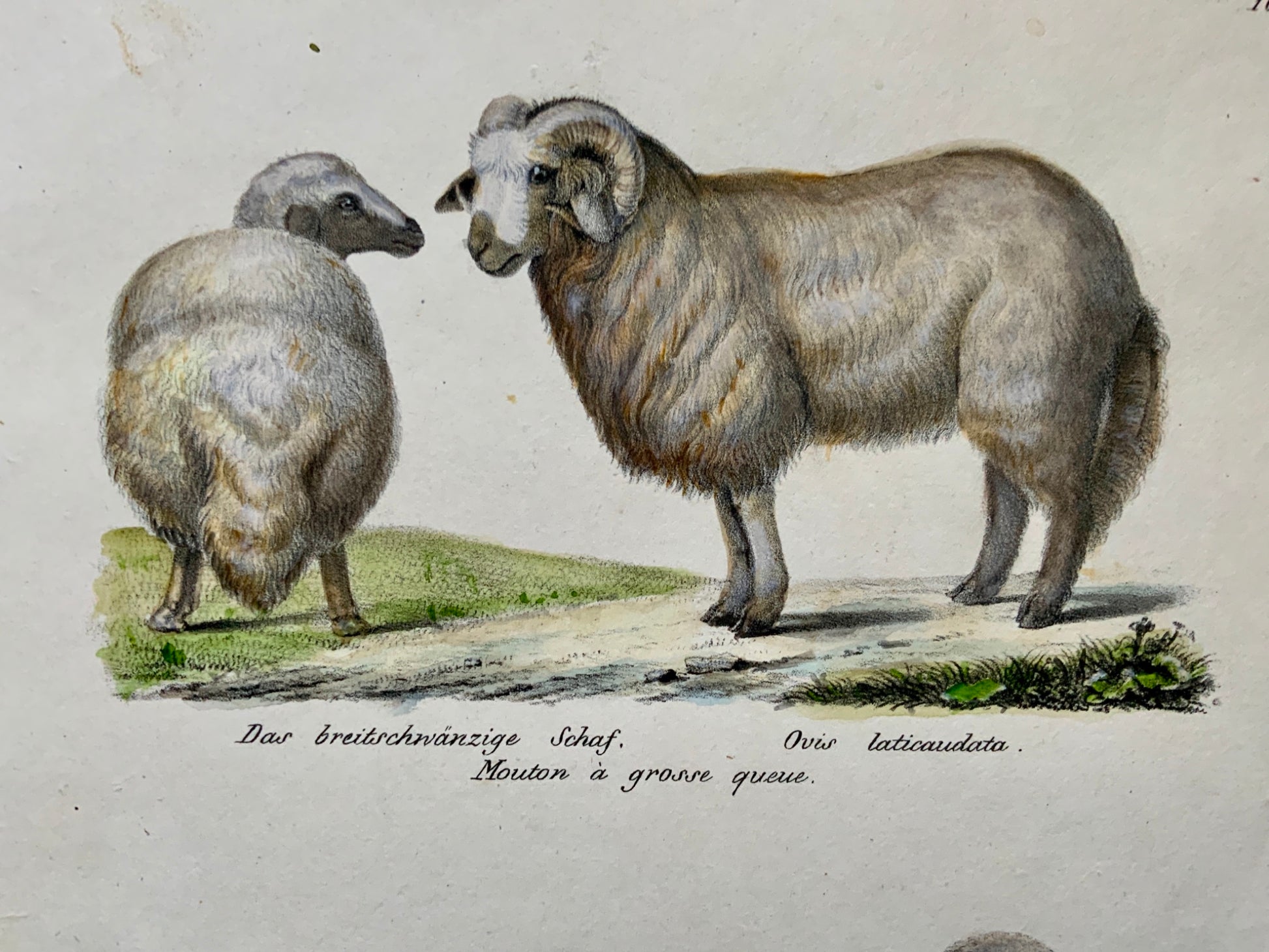 1824 SHEEP Mammals K. Brodtmann ORIGINAL handcol FOLIO stone lithography