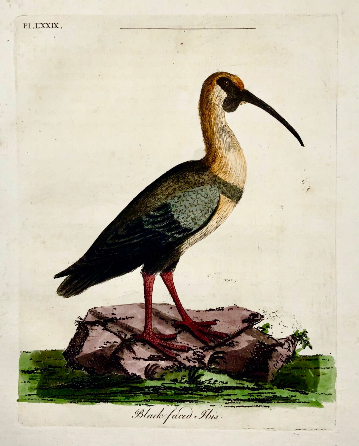 1785 Glossy Ibis, John Latham, quarto, ornithology, hand coloured engraving