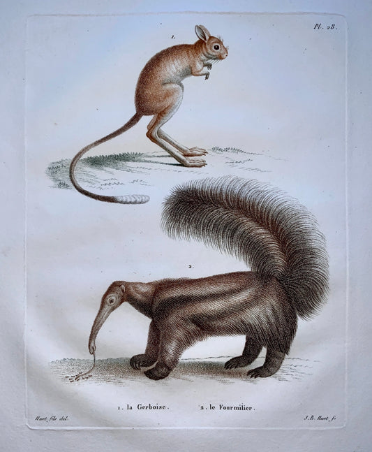 Jean Baptiste Huet [1745-1811] JERBOA ANTEATER Coloured stipple - Mammal