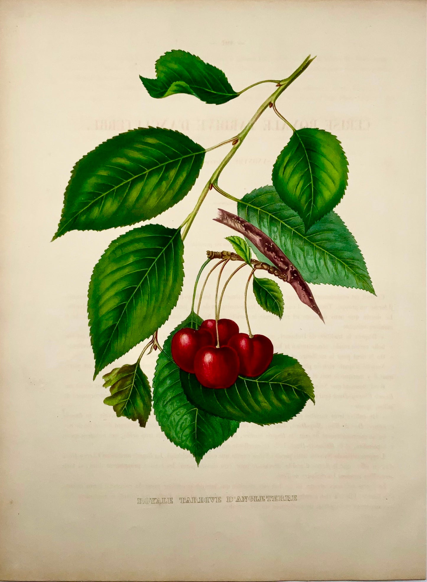 1853 A. Bivot; Pomologie arboricole, Cerises, Fruits, 35cm couleur fine main