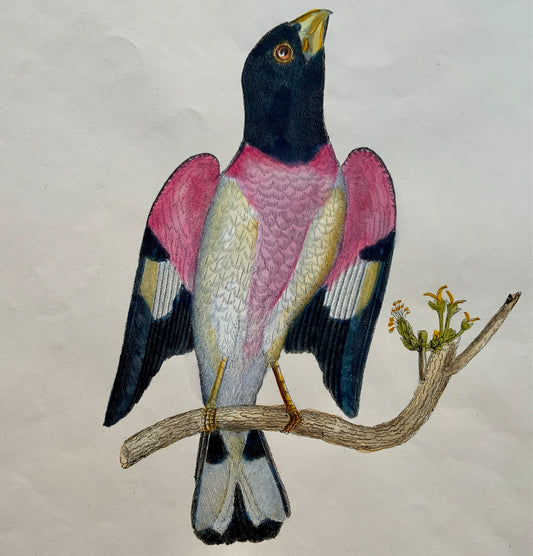 1846 ROSE BREASTED GRODBEAK Ornithology - Brown hand coloured Large Folio (36cm)