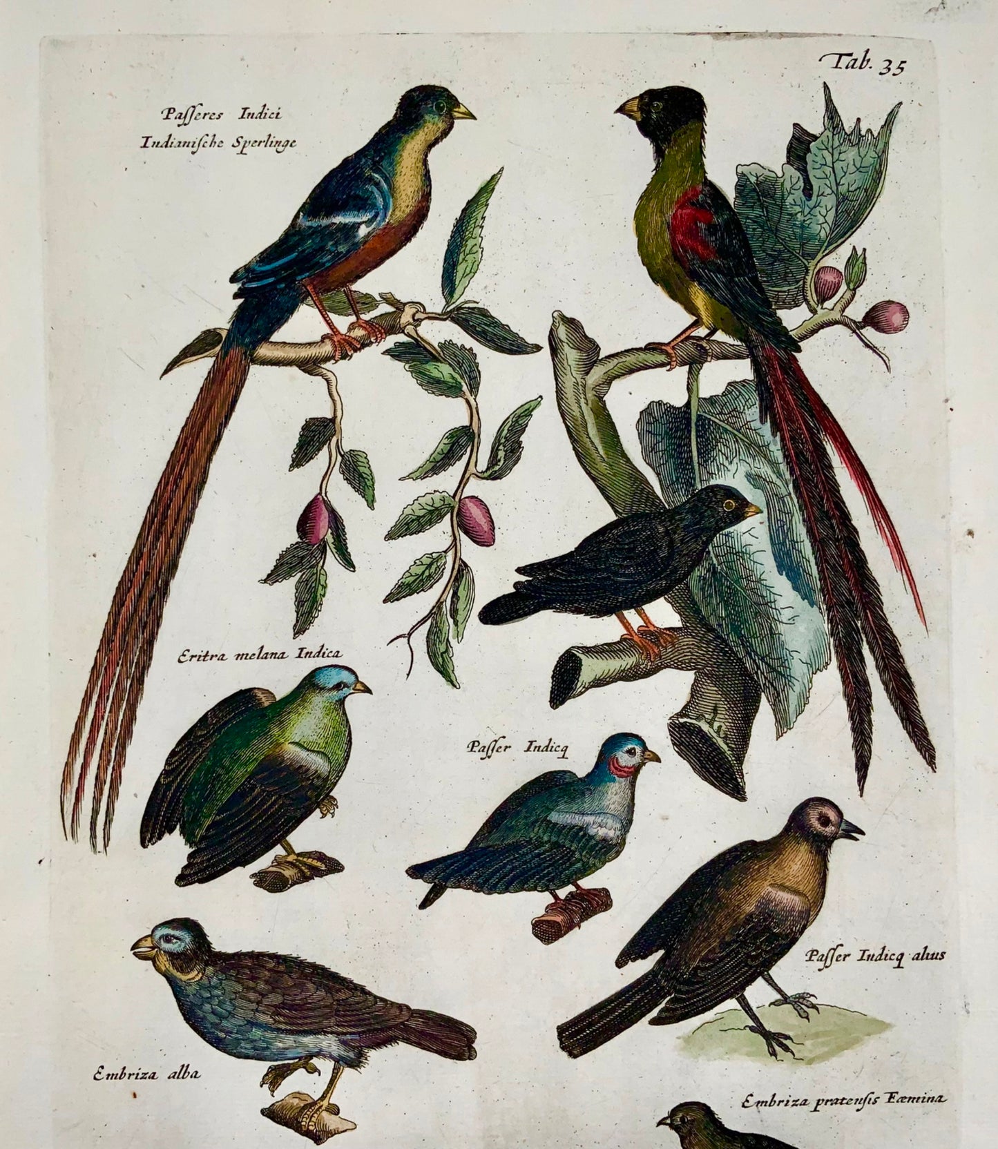 1657 Moineaux exotiques, Bruants, Passereaux - MERIAN Folio Gravure coloriée à la main - Ornithologie