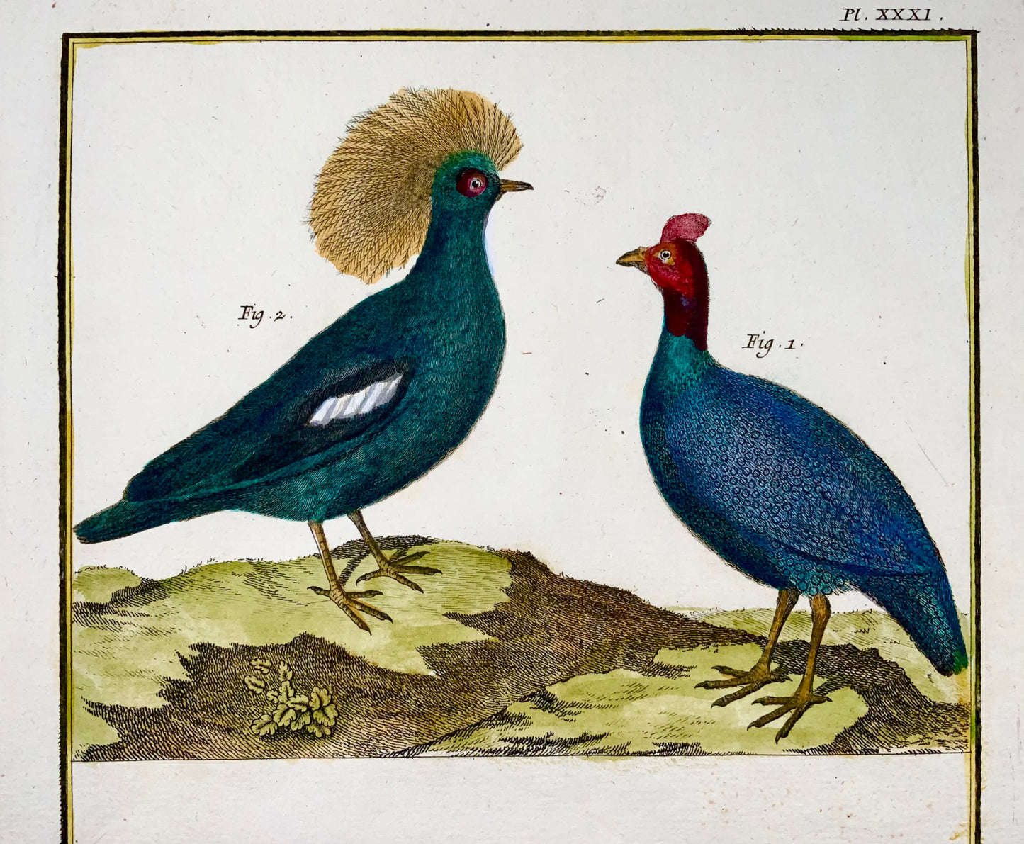 1751 Pintade, Faisans, ornithologie, Martinet, grand in-folio, couleur main