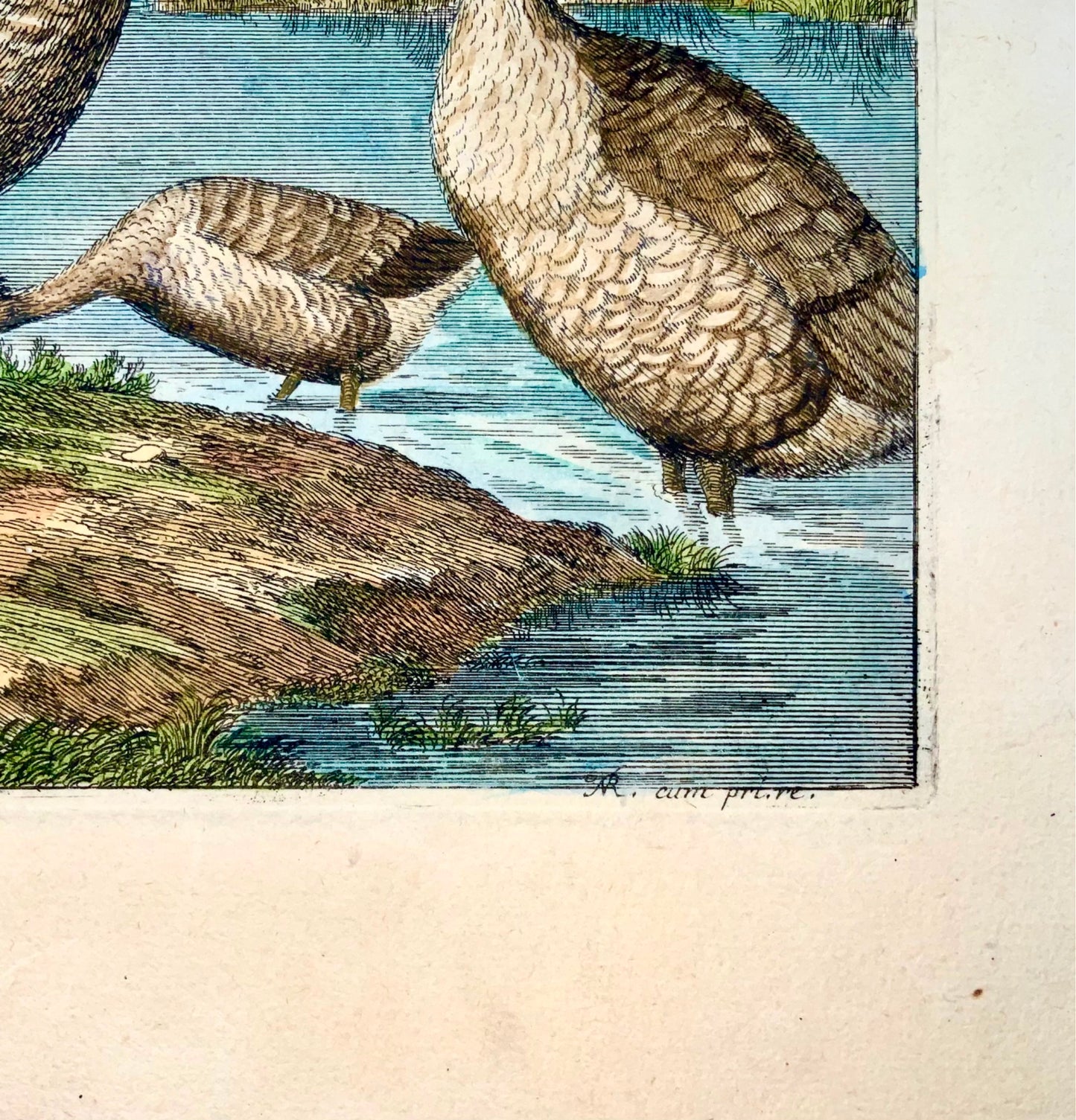 1673 Geese, Nicolas Robert (b.1614), ornithology, large folio etching in hand colour