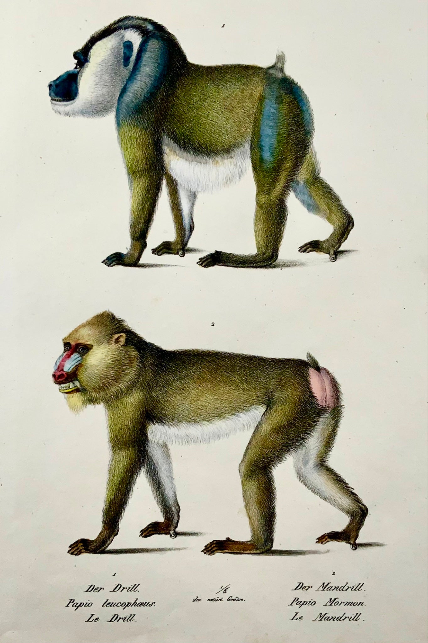 1824 Mandrill, Baboon, Brodtmann, hand colored, folio stone lithograph, mammals