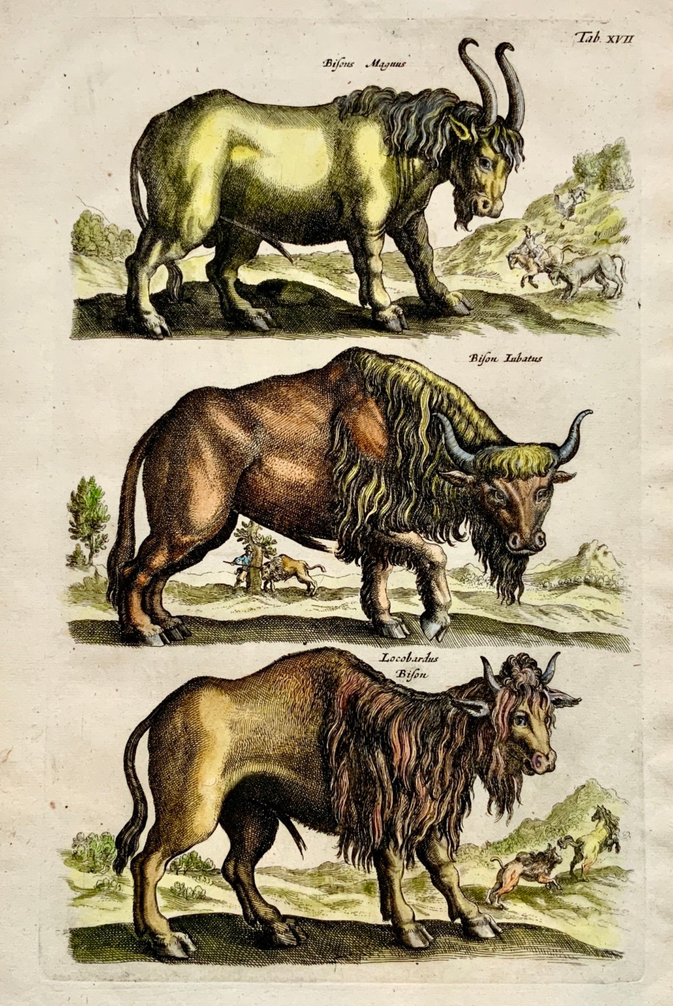 1657 BISON Buffalo - Mammals - Matthias MERIAN Folio Hand coloured Engraving