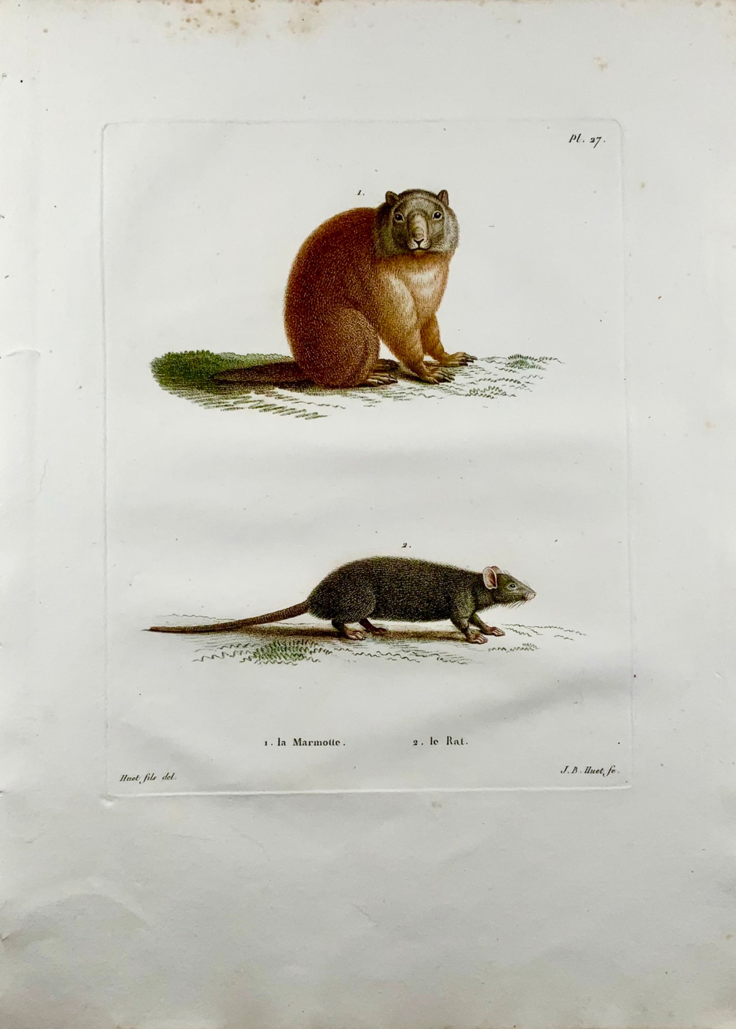 1808 J. Bapt. Huet [1745-1811] ; RAT Marmotte - Gravure au pointillé colorée à la main - Mammifère