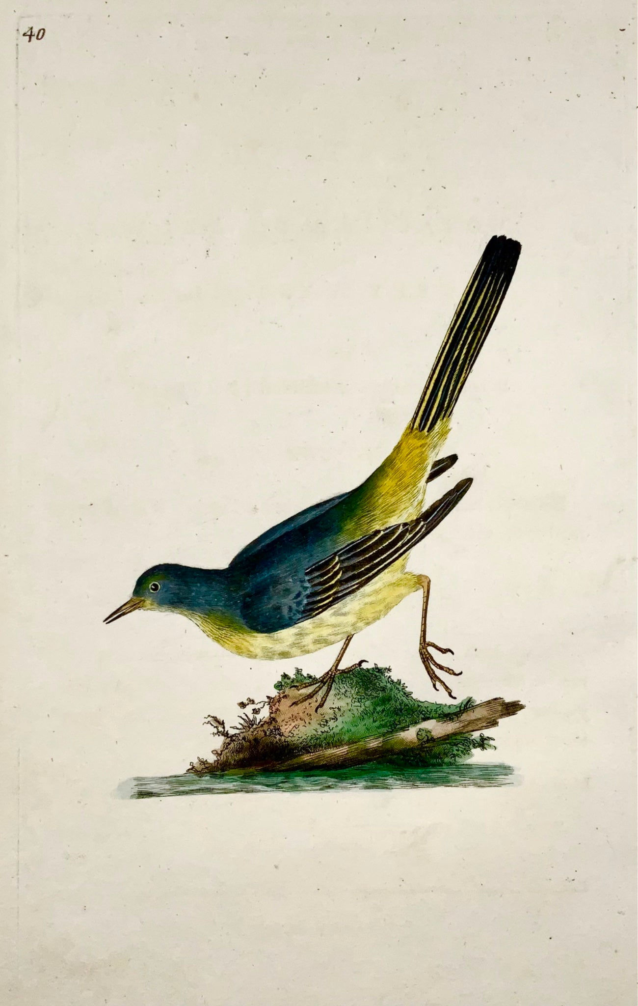 1794 Edward Donovan - HAWFINCH Bird - gravure sur cuivre colorée à la main exquise