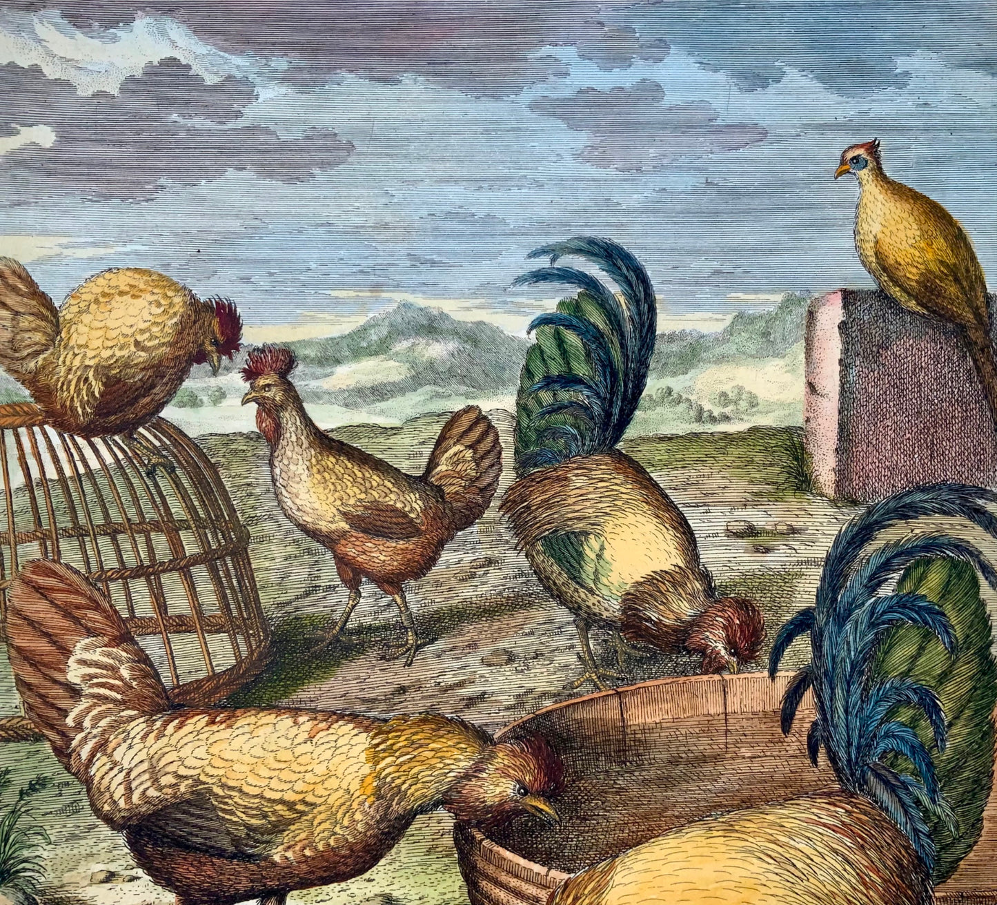 1673 Poulets, Volailles, Nicolas Robert, gravure in-folio en couleur à la main