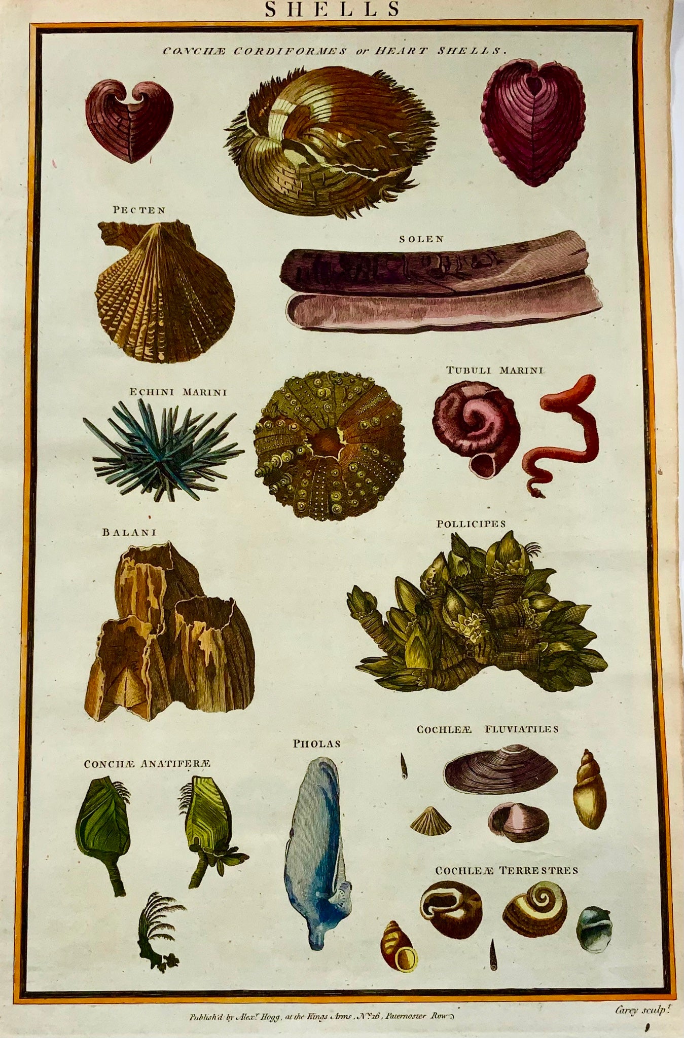 1785 Shells, urchins, conch, marine life, folio, hand coloured