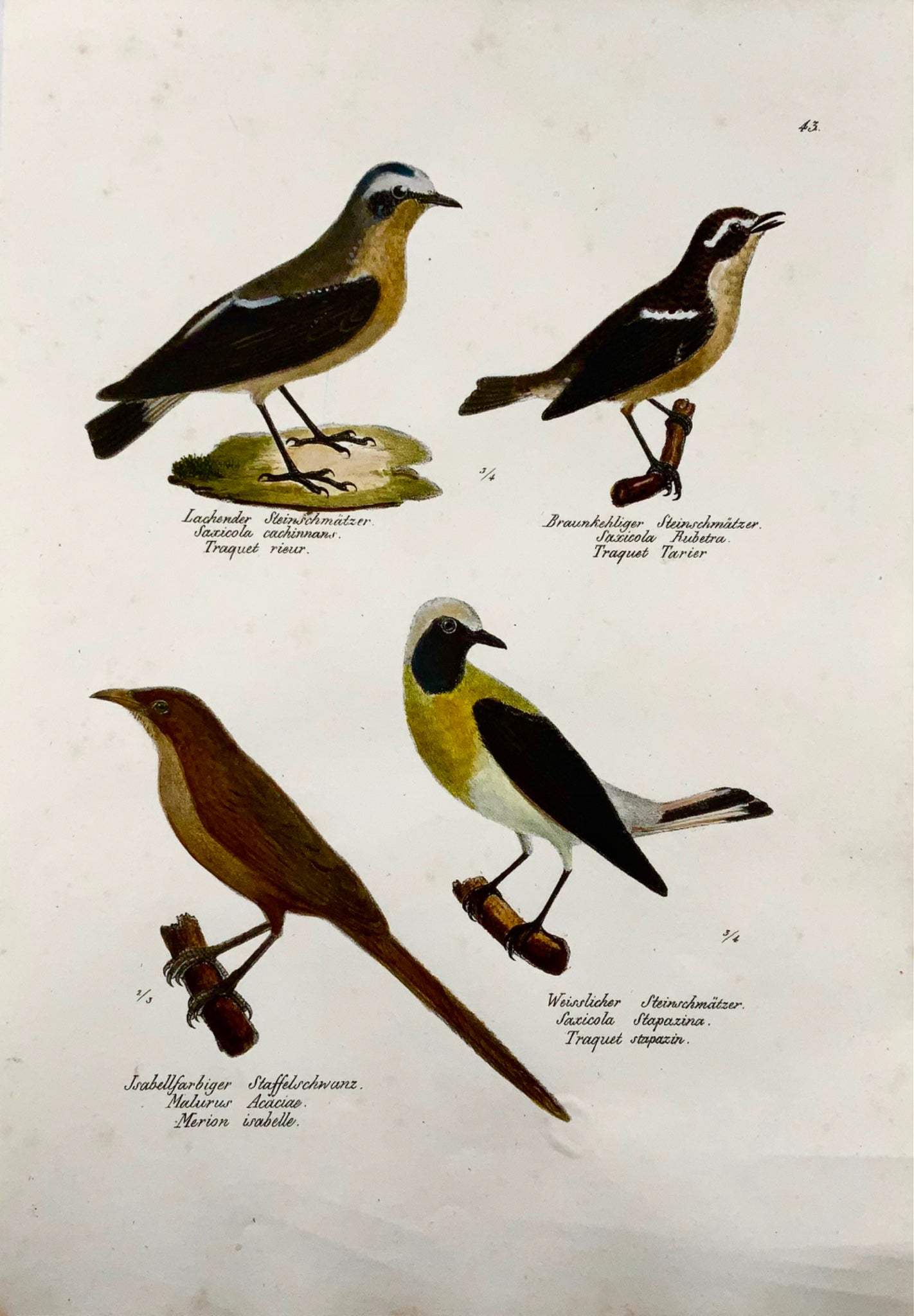 1830 Winchat, troglodytes, ornithologie, Brodtmann, lithographie, folio